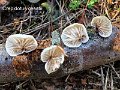 Crepidotus cesatii-amf718